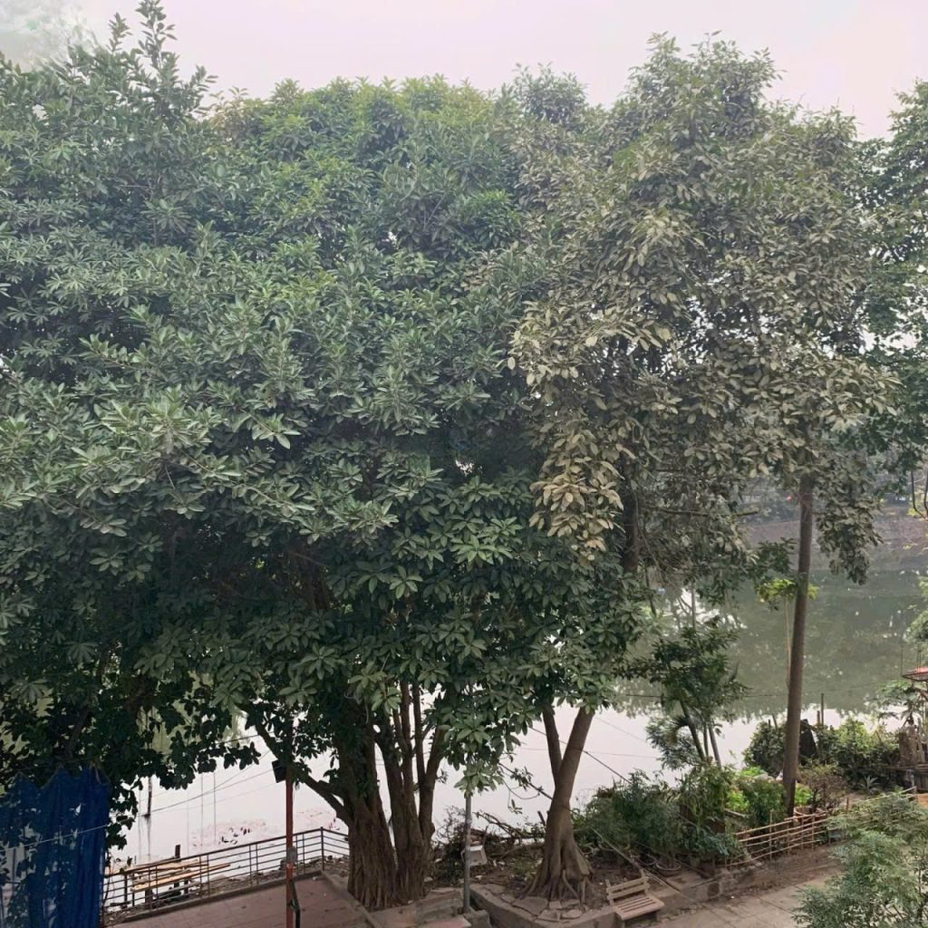 Nhà riêng 43m2- 3 ngủ- Ngõ 39 Âu Cơ - ảnh 6
